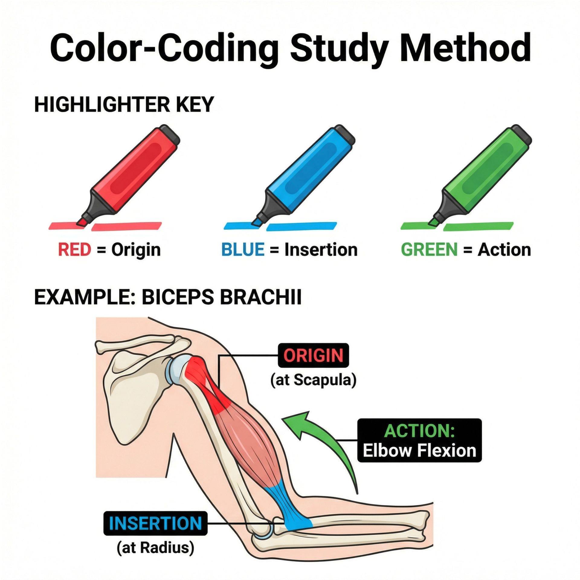 Color-coding study method showing RED for origins, BLUE for insertions, and GREEN for actions with a biceps brachii example