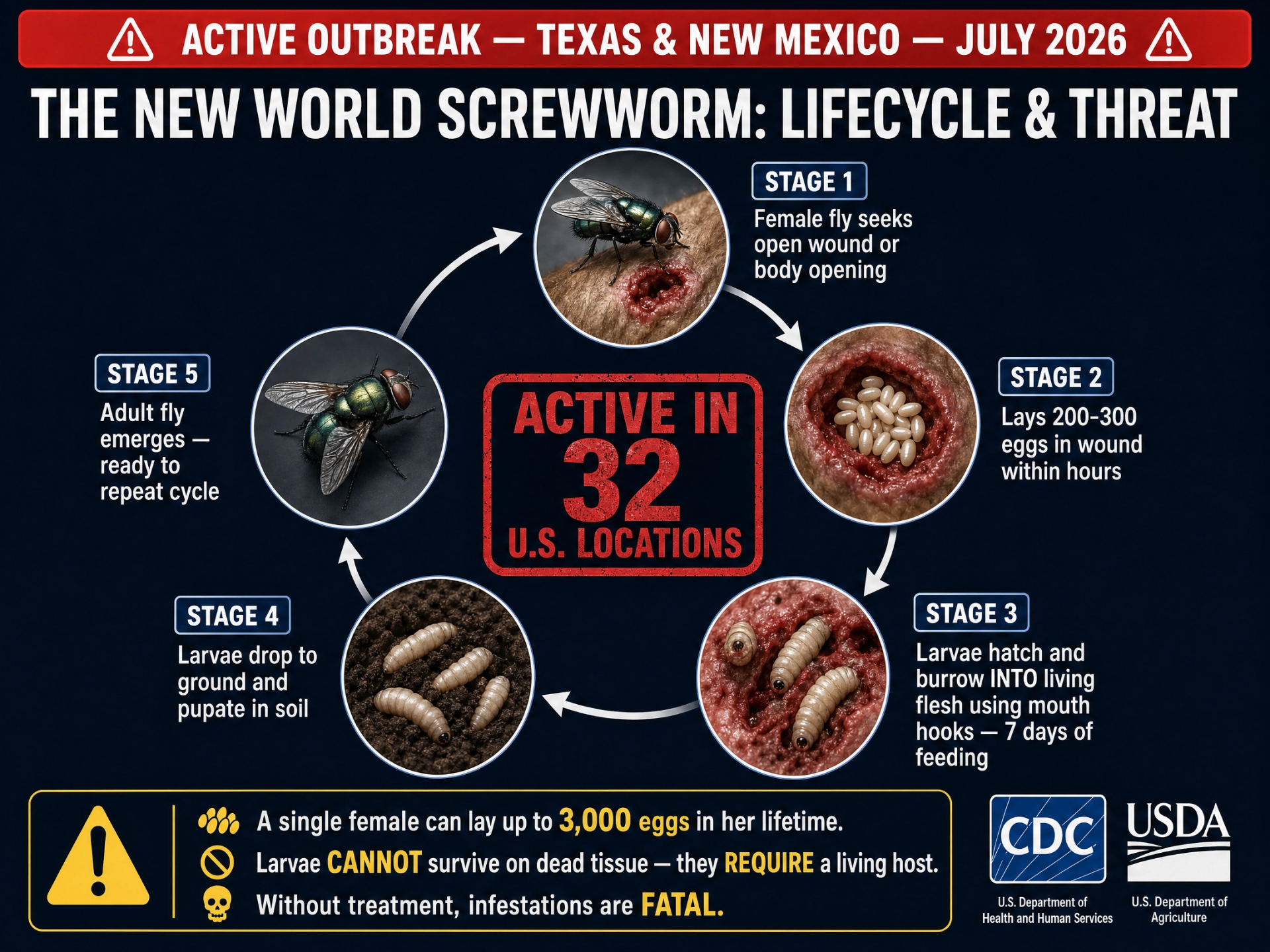 Five-stage lifecycle infographic of the New World screwworm fly, from egg-laying in an open wound through larval feeding, pupation, and adult emergence