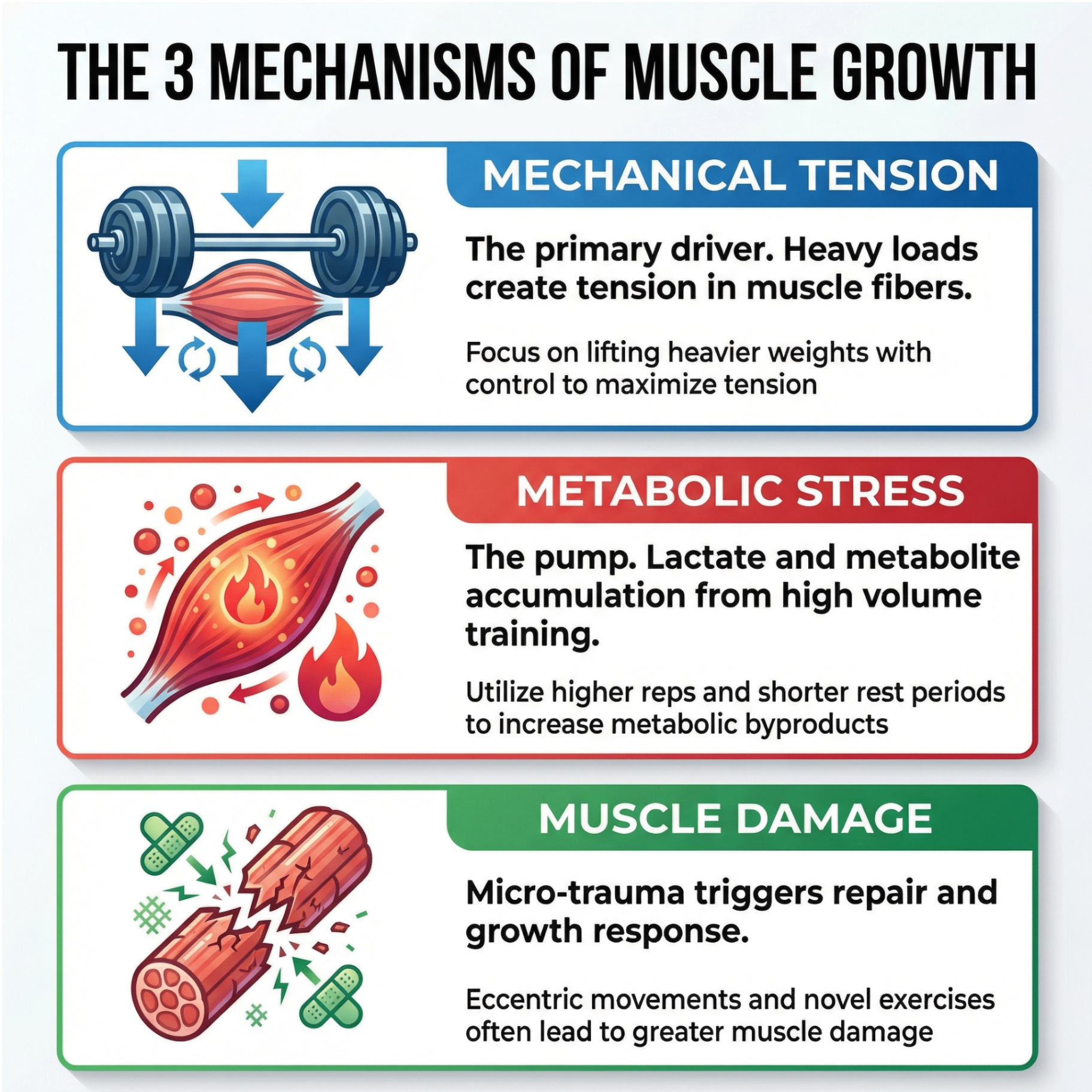 The three mechanisms of muscle growth: Mechanical Tension, Metabolic Stress, and Muscle Damage