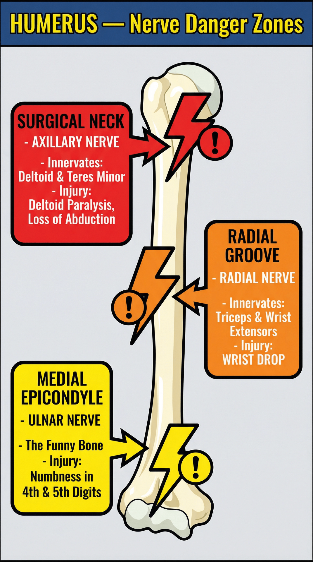 Humerus nerve danger zones diagram