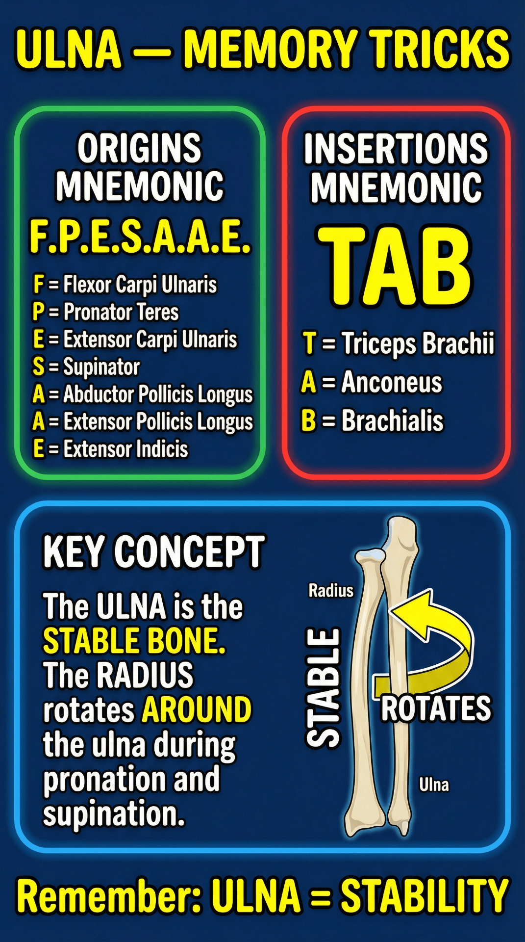 Ulna memory tricks: F.P.E.S.A.A.E. origins mnemonic, TAB insertions mnemonic, and key concept showing ulna as the stable bone