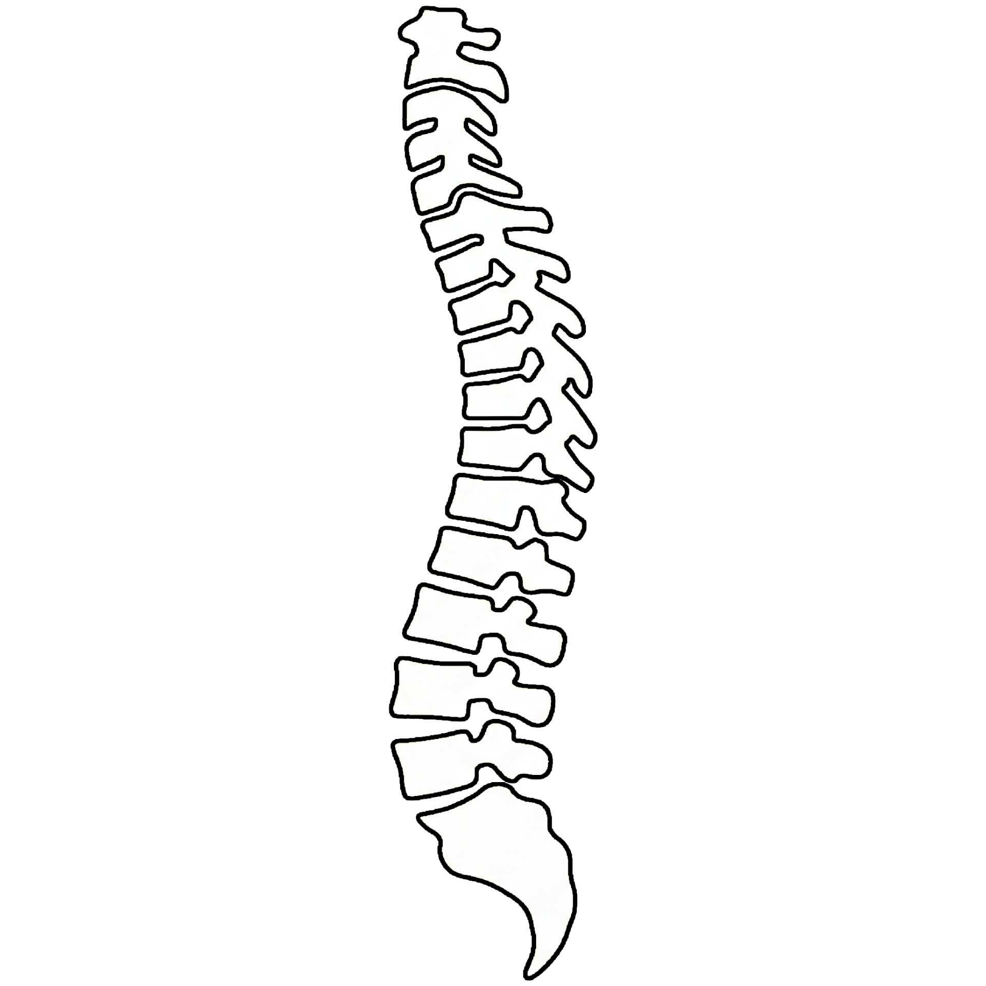 Axial Skeleton (Trunk/Spine) Origins & Insertions
