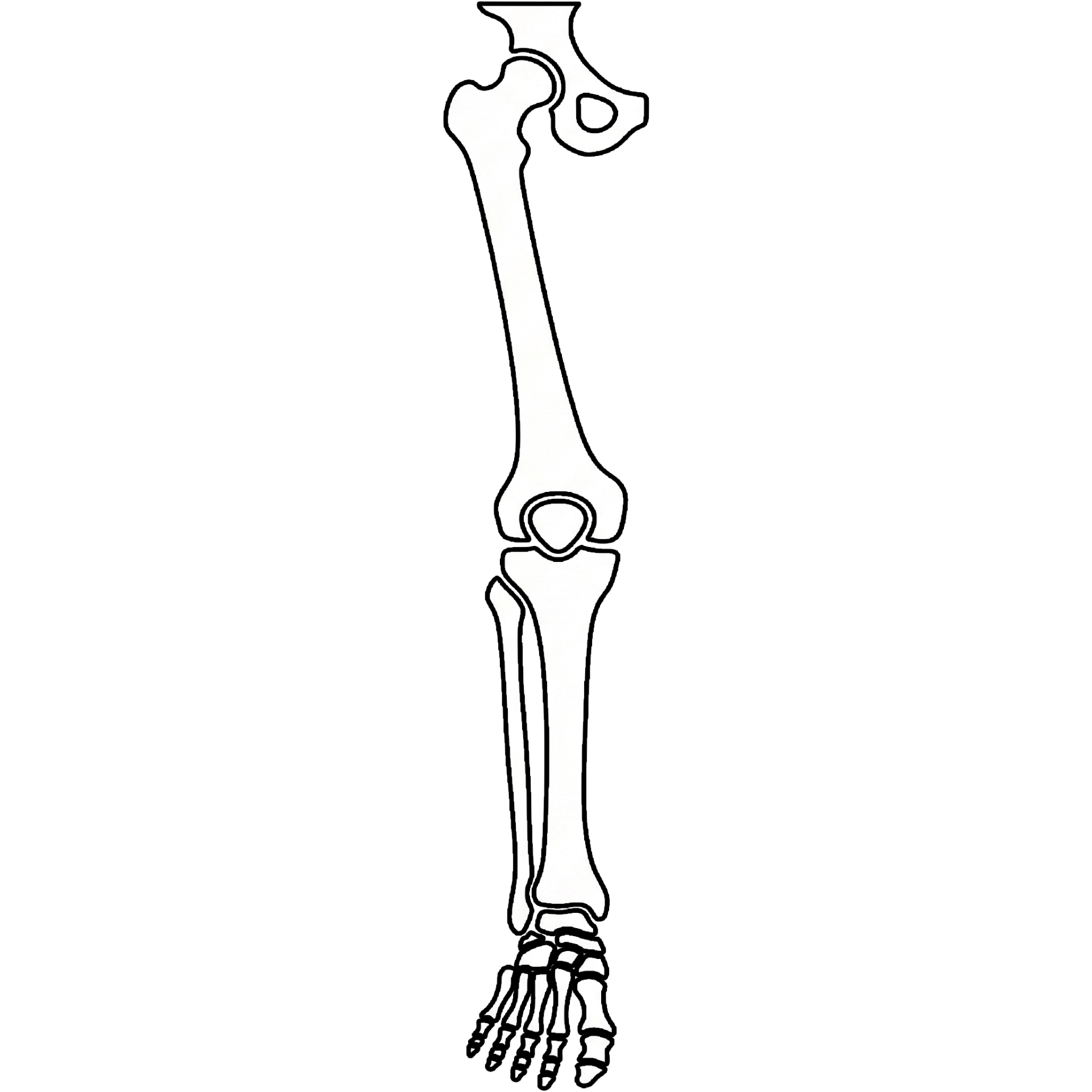 Lower Extremity Origins & Insertions