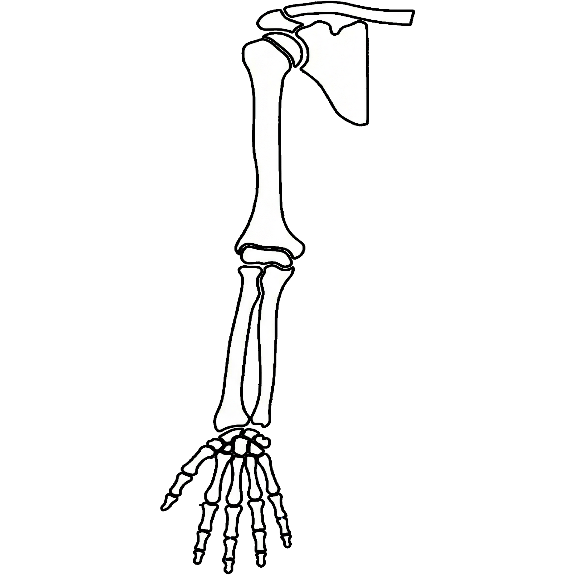 Upper Extremity Origins & Insertions